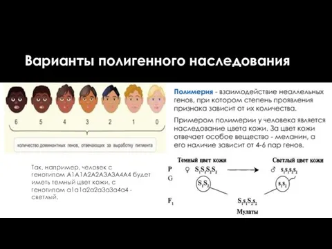 Варианты полигенного наследования Полимерия - взаимодействие неаллельных генов, при котором степень проявления