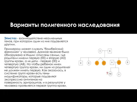 Варианты полигенного наследования Эпистаз - взаимодействие неаллельных генов, при котором один из