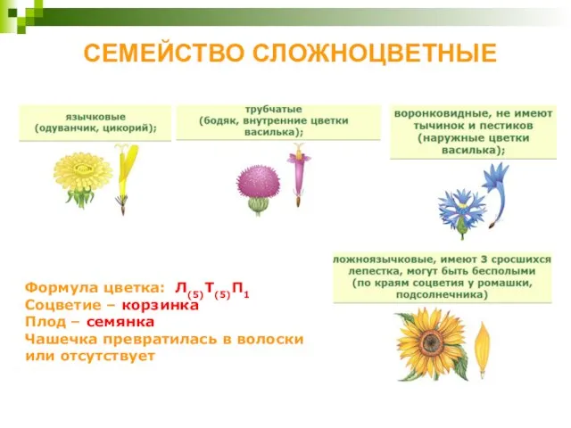 СЕМЕЙСТВО СЛОЖНОЦВЕТНЫЕ Формула цветка: Л(5)Т(5)П1 Соцветие – корзинка Плод – семянка Чашечка