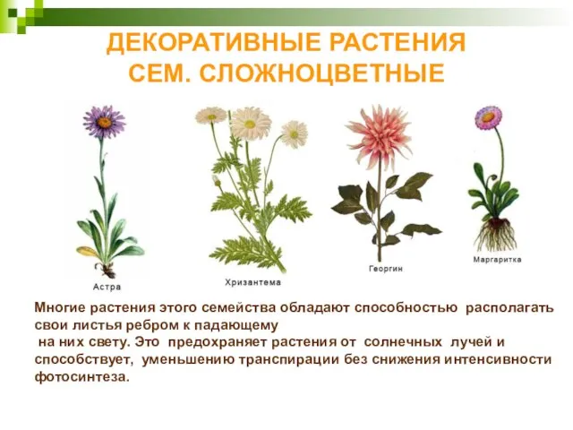 ДЕКОРАТИВНЫЕ РАСТЕНИЯ СЕМ. СЛОЖНОЦВЕТНЫЕ Многие растения этого семейства обладают способностью располагать свои