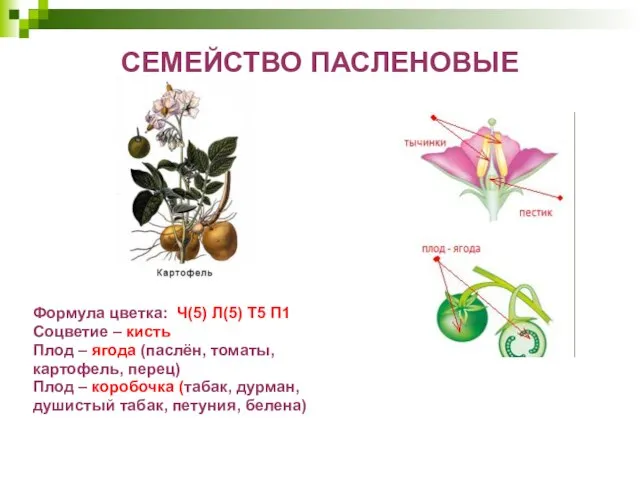 СЕМЕЙСТВО ПАСЛЕНОВЫЕ Формула цветка: Ч(5) Л(5) Т5 П1 Соцветие – кисть Плод