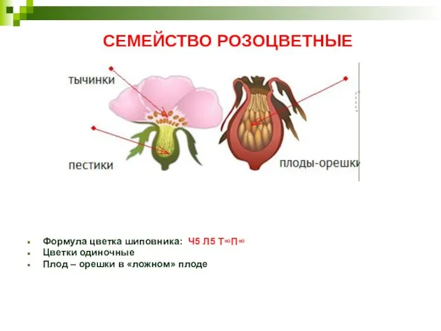 СЕМЕЙСТВО РОЗОЦВЕТНЫЕ Формула цветка шиповника: Ч5 Л5 Т∞П∞ Цветки одиночные Плод – орешки в «ложном» плоде