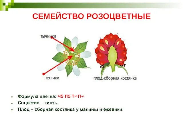 СЕМЕЙСТВО РОЗОЦВЕТНЫЕ Формула цветка: Ч5 Л5 Т∞П∞ Соцветие – кисть. Плод –