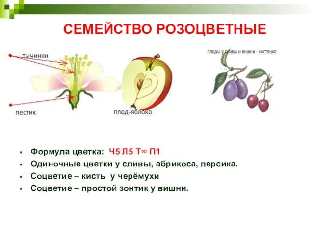 СЕМЕЙСТВО РОЗОЦВЕТНЫЕ Формула цветка: Ч5 Л5 Т∞ П1 Одиночные цветки у сливы,