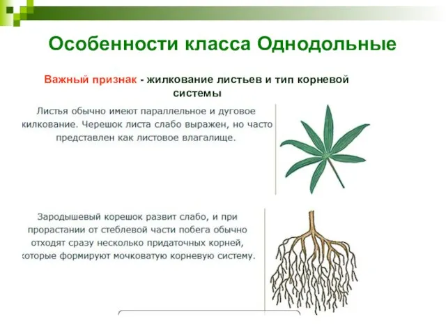 Особенности класса Однодольные Важный признак - жилкование листьев и тип корневой системы