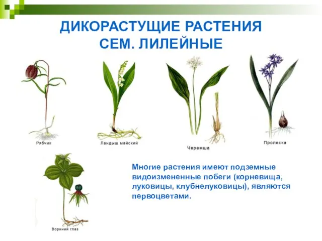 ДИКОРАСТУЩИЕ РАСТЕНИЯ СЕМ. ЛИЛЕЙНЫЕ Многие растения имеют подземные видоизмененные побеги (корневища, луковицы, клубнелуковицы), являются первоцветами.