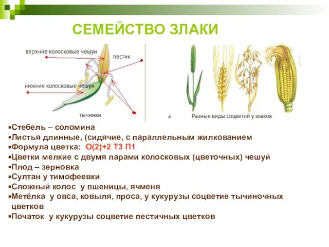 СЕМЕЙСТВО ЗЛАКИ Стебель – соломина Листья длинные, (сидячие, с параллельным жилкованием Формула