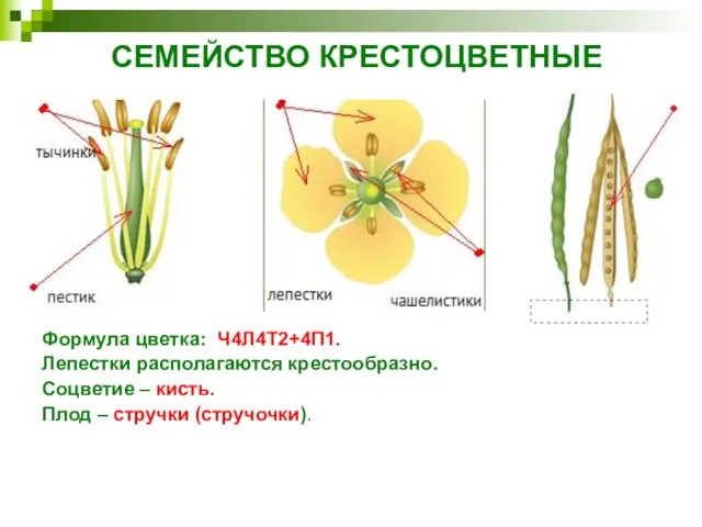 СЕМЕЙСТВО КРЕСТОЦВЕТНЫЕ Формула цветка: Ч4Л4Т2+4П1. Лепестки располагаются крестообразно. Соцветие – кисть. Плод – стручки (стручочки). .