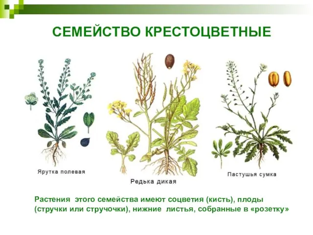 СЕМЕЙСТВО КРЕСТОЦВЕТНЫЕ Растения этого семейства имеют соцветия (кисть), плоды (стручки или стручочки),