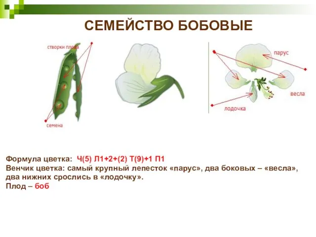 СЕМЕЙСТВО БОБОВЫЕ Формула цветка: Ч(5) Л1+2+(2) Т(9)+1 П1 Венчик цветка: самый крупный