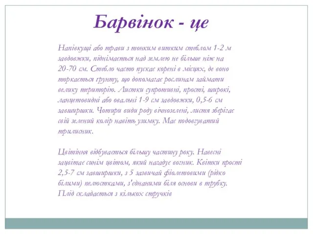 Барвінок - це Напівкущі або трави з тонким витким стеблом 1-2 м