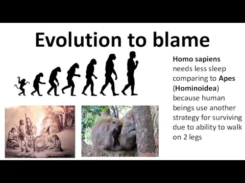 Evolution to blame Homo sapiens needs less sleep comparing to Apes (Hominoidea)