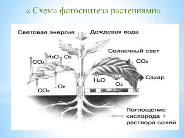 « Схема фотосинтеза растениями»