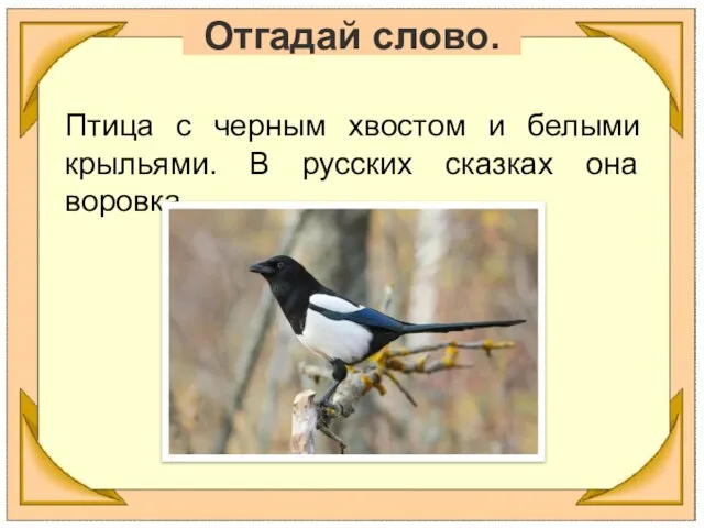 Отгадай слово. Птица с черным хвостом и белыми крыльями. В русских сказках она воровка.