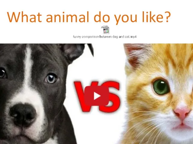 What animal do you like?