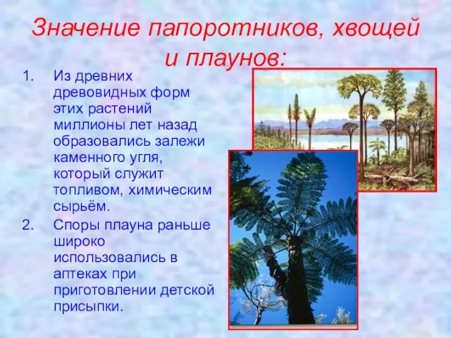 Значение папоротников, хвощей и плаунов: Из древних древовидных форм этих растений миллионы