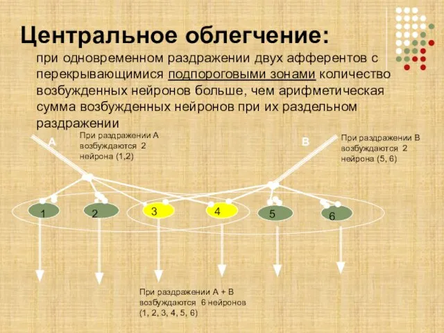 Центральное облегчение: при одновременном раздражении двух афферентов с перекрывающимися подпороговыми зонами количество