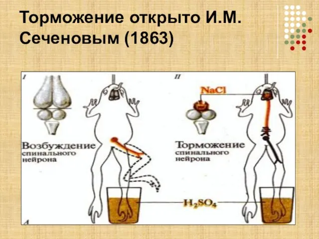 Торможение открыто И.М. Сеченовым (1863)