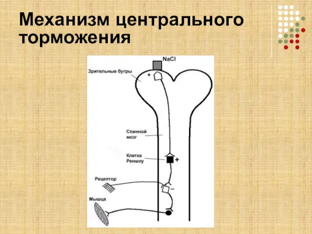 Механизм центрального торможения