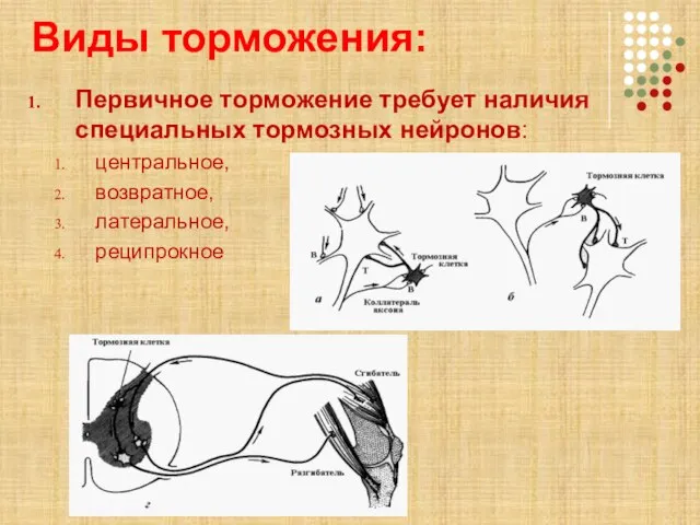 Виды торможения: Первичное торможение требует наличия специальных тормозных нейронов: центральное, возвратное, латеральное, реципрокное