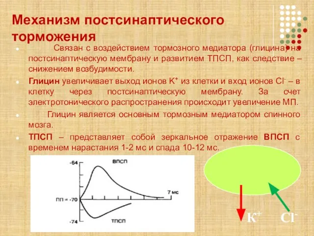 Связан с воздействием тормозного медиатора (глицина) на постсинаптическую мембрану и развитием ТПСП,