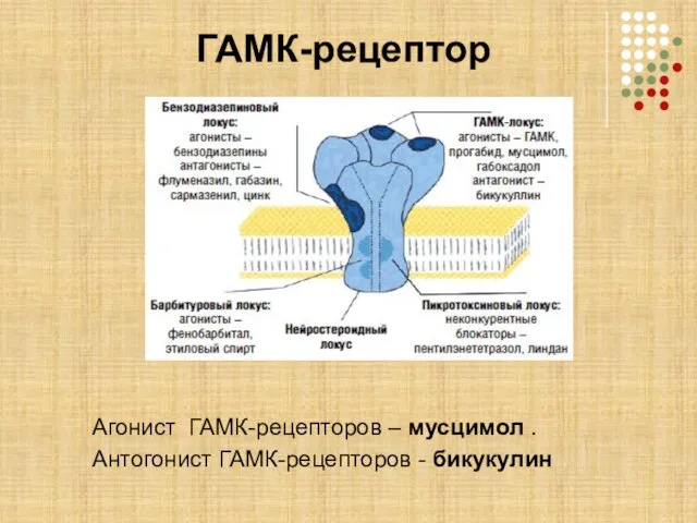 ГАМК-рецептор Агонист ГАМК-рецепторов – мусцимол . Антогонист ГАМК-рецепторов - бикукулин
