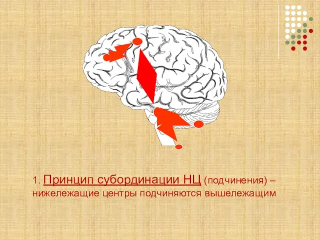 1. Принцип субординации НЦ (подчинения) – нижележащие центры подчиняются вышележащим