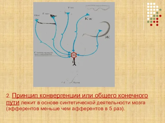 2. Принцип конвергенции или общего конечного пути лежит в основе синтетической деятельности