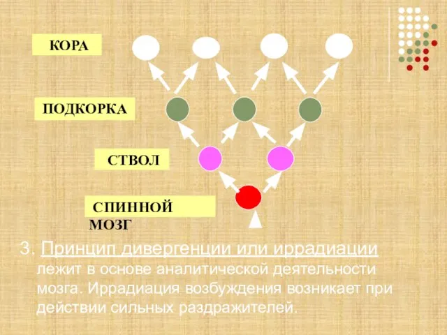 3. Принцип дивергенции или иррадиации лежит в основе аналитической деятельности мозга. Иррадиация