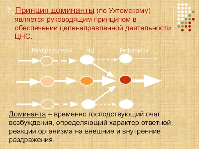 7. Принцип доминанты (по Ухтомскому) является руководящим принципом в обеспечении целенаправленной деятельности