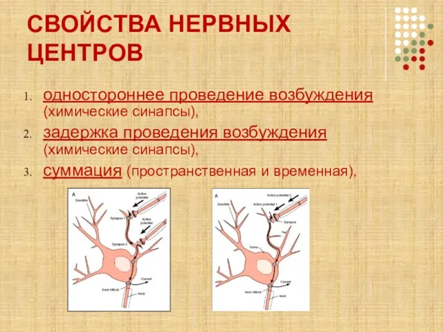 СВОЙСТВА НЕРВНЫХ ЦЕНТРОВ одностороннее проведение возбуждения (химические синапсы), задержка проведения возбуждения (химические