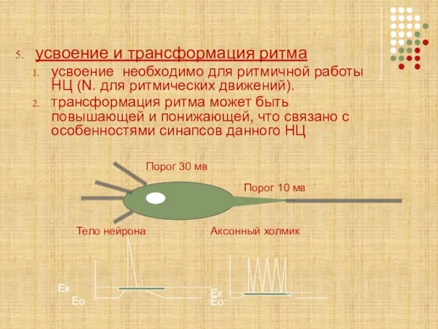 усвоение и трансформация ритма усвоение необходимо для ритмичной работы НЦ (N. для