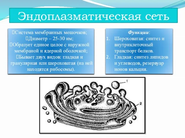 Эндоплазматическая сеть Система мембранных мешочков; Диаметр – 25-30 нм; Образует единое целое