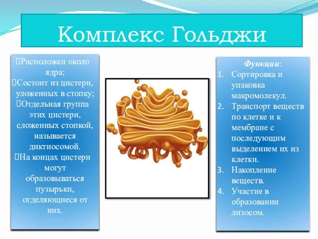 Комплекс Гольджи Расположен около ядра; Состоит из цистерн, уложенных в стопку; Отдельная