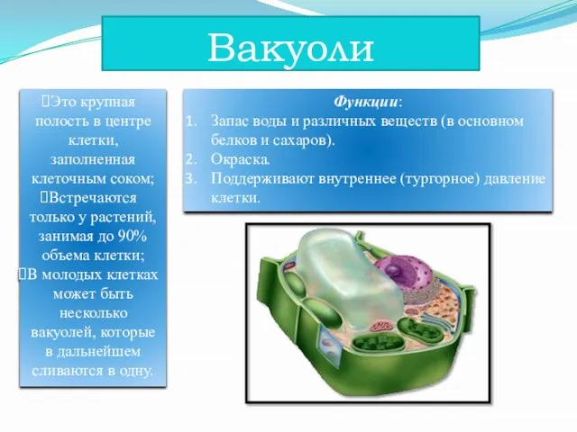 Вакуоли Это крупная полость в центре клетки, заполненная клеточным соком; Встречаются только