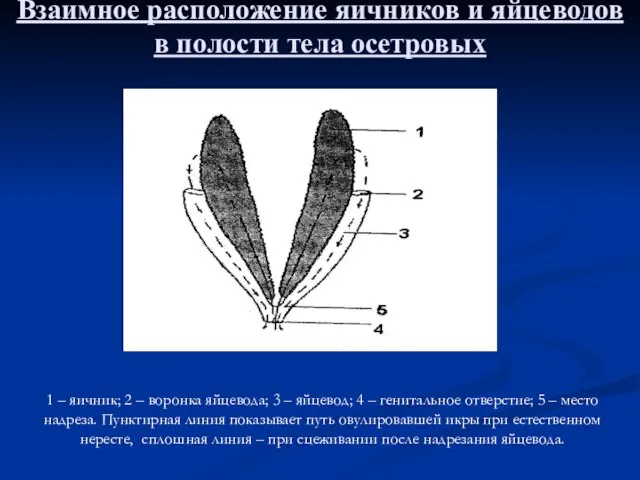 Взаимное расположение яичников и яйцеводов в полости тела осетровых 1 – яичник;