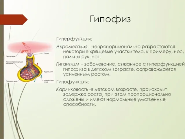 Гипофиз Гиперфункция: Акромегалия - непропорционально разрастаются некоторые хрящевые участки тела, к примеру,