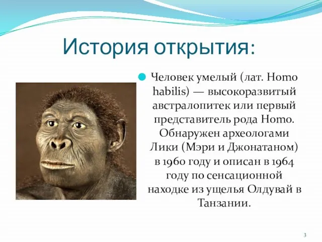 История открытия: Человек умелый (лат. Homo habilis) — высокоразвитый австралопитек или первый