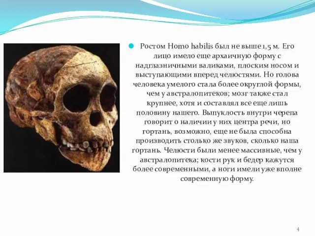 Ростом Homo habilis был не выше 1,5 м. Его лицо имело еще