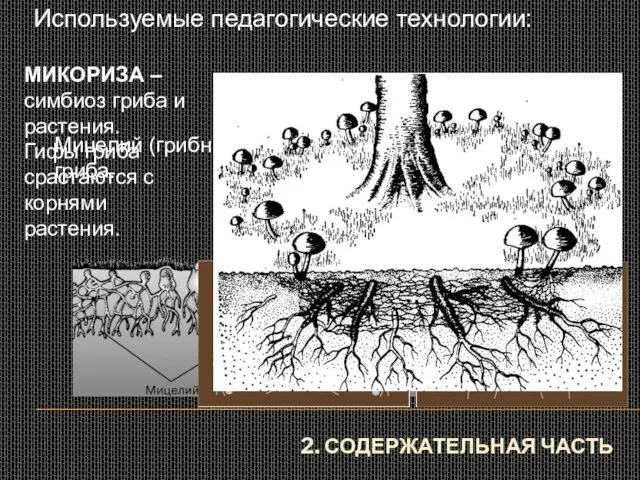 2. СОДЕРЖАТЕЛЬНАЯ ЧАСТЬ Используемые педагогические технологии: ИКТ Мицелий (грибница) – тело гриба.