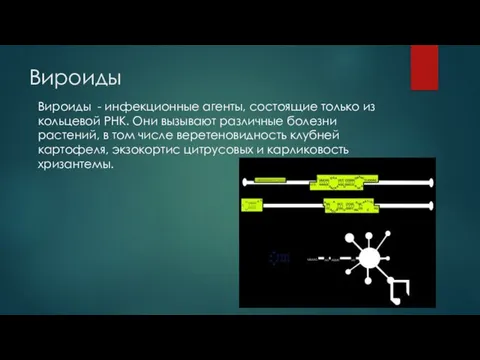 Вироиды Вироиды - инфекционные агенты, состоящие только из кольцевой РНК. Они вызывают