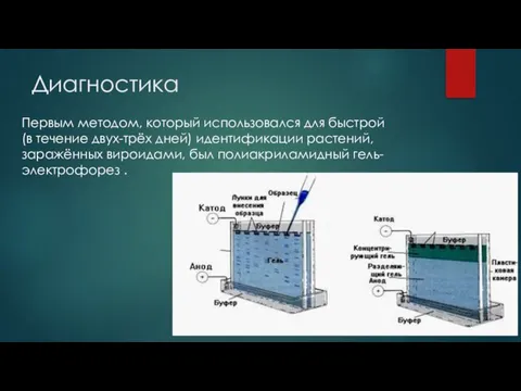 Диагностика Первым методом, который использовался для быстрой (в течение двух-трёх дней) идентификации