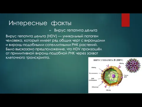 Интересные факты Вирус гепатита дельта Вирус гепатита дельта (HDV) — уникальный патоген