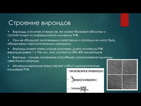 Строение вироидов • Вироиды, в отличие от вирусов, не имеют белковой оболочки