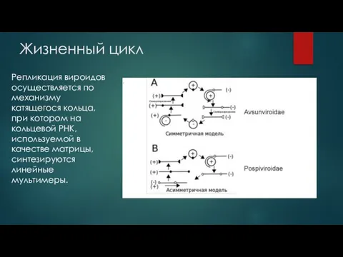 Жизненный цикл Репликация вироидов осуществляется по механизму катящегося кольца, при котором на