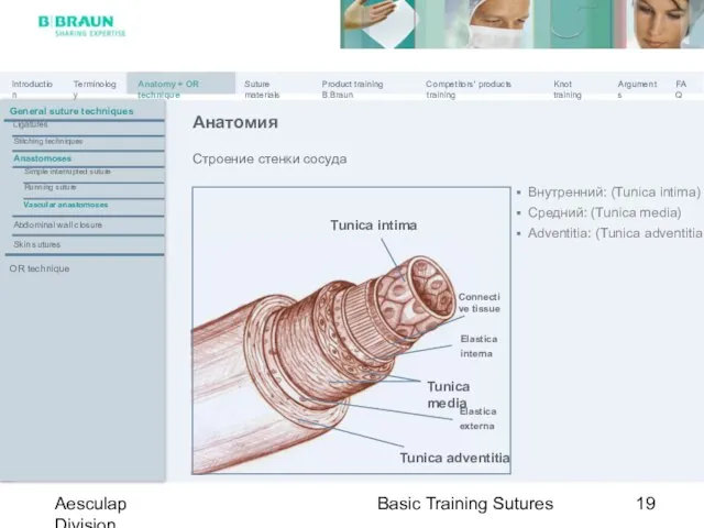 Basic Training Sutures Aesculap Division Строение стенки сосуда Tunica media Tunica adventitia