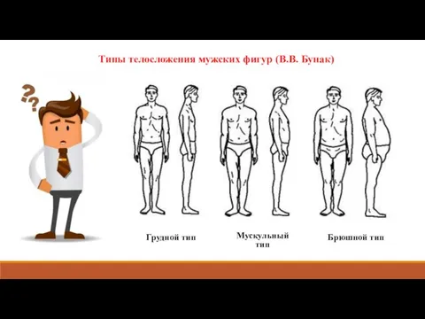 Типы телосложения мужских фигур (В.В. Бунак) Грудной тип Мускульный тип Брюшной тип