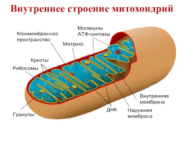 Внутреннее строение митохондрий