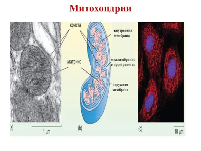 Митохондрии