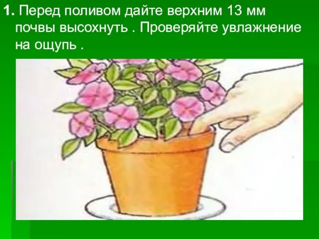 1. Перед поливом дайте верхним 13 мм почвы высохнуть . Проверяйте увлажнение на ощупь .